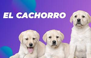 El cachorro