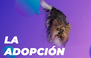 La Adopción